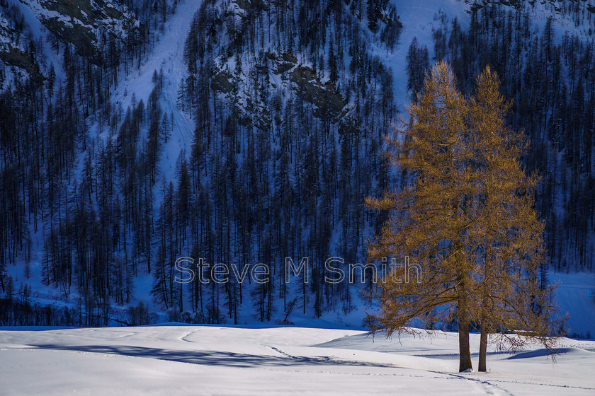 Warm-and-Cold-01 Lustre 3x2+220+250 
 Warm and Cold 
 Keywords: tree, snow, contrast, hillside, mountain